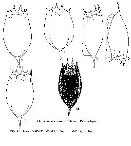 Thomasson, K (1963): Acta phytogeographica suecica 47 p.126, fig.45:14, figs.47:1-5